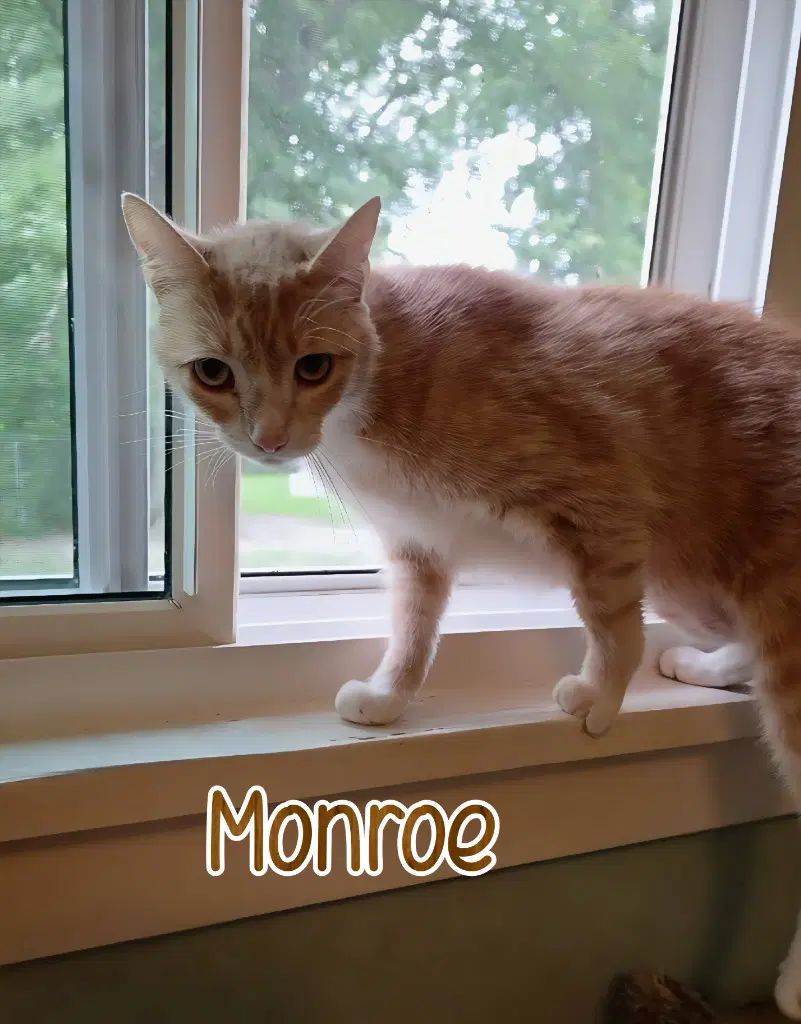 Monroe image 4