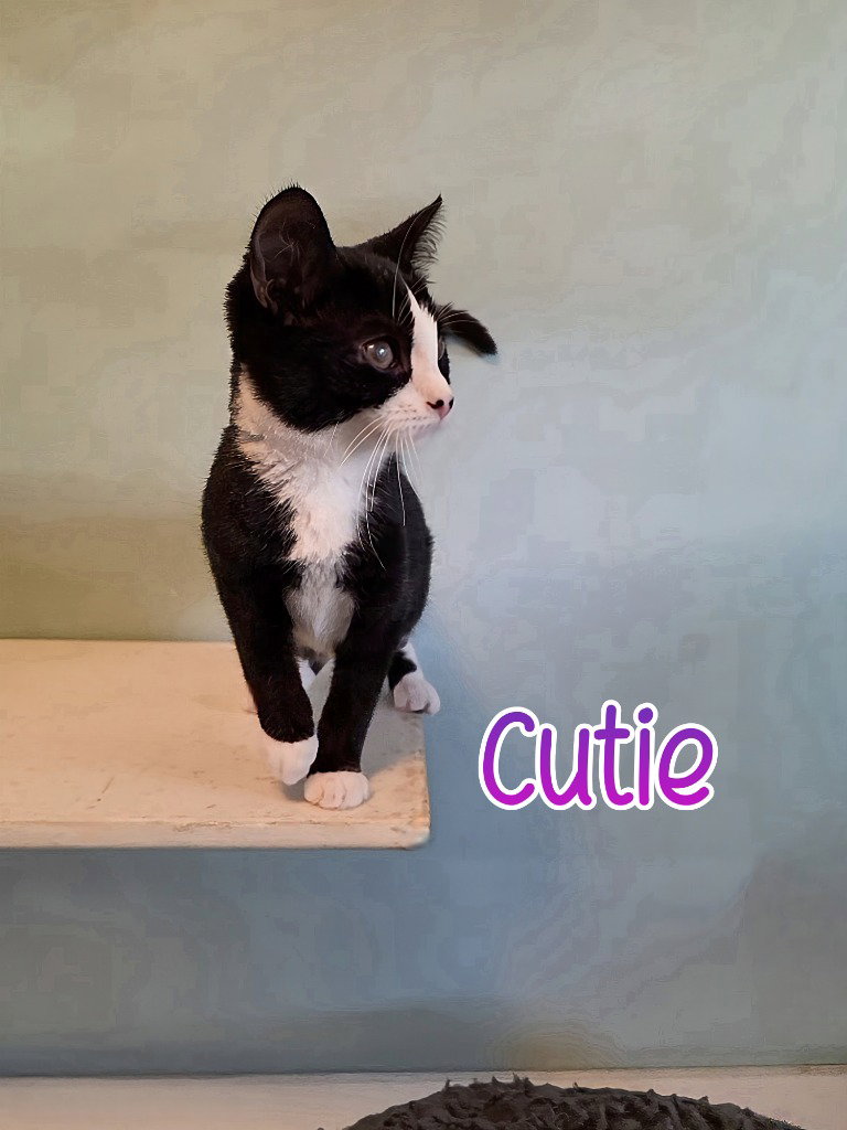 Cutie Image