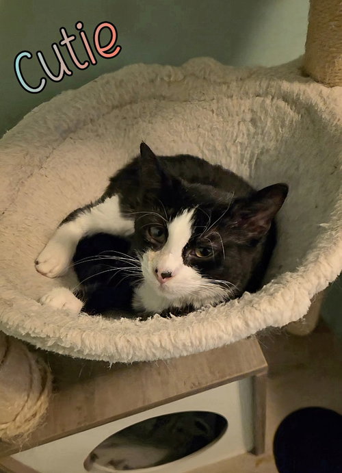 CUTIE - Domestic Short Hair available for adoption
