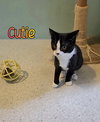 Cutie - Photo 3