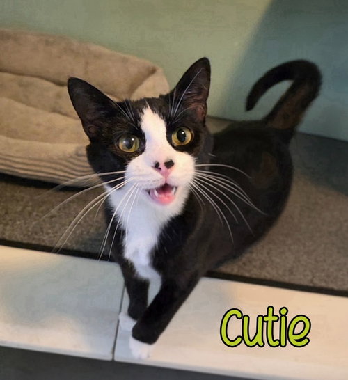 Cutie, an adoptable Domestic Short Hair in Port Clinton, OH