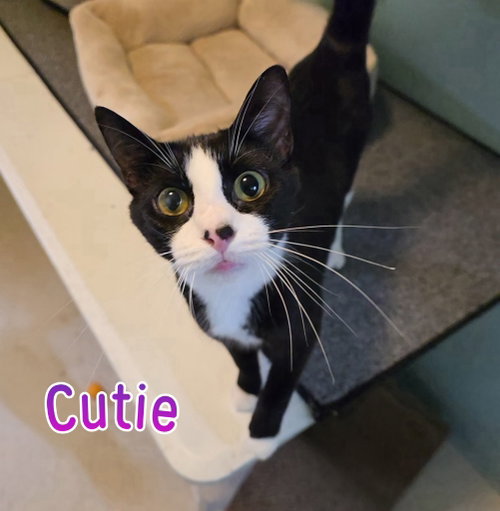 Cutie, an adoptable Domestic Short Hair in Port Clinton, OH
