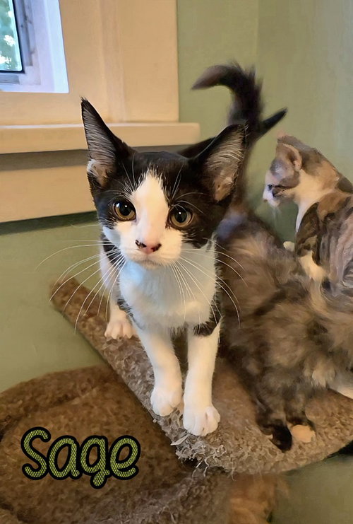 SAGE - Domestic Short Hair available for adoption
