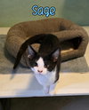 Sage - Photo 3