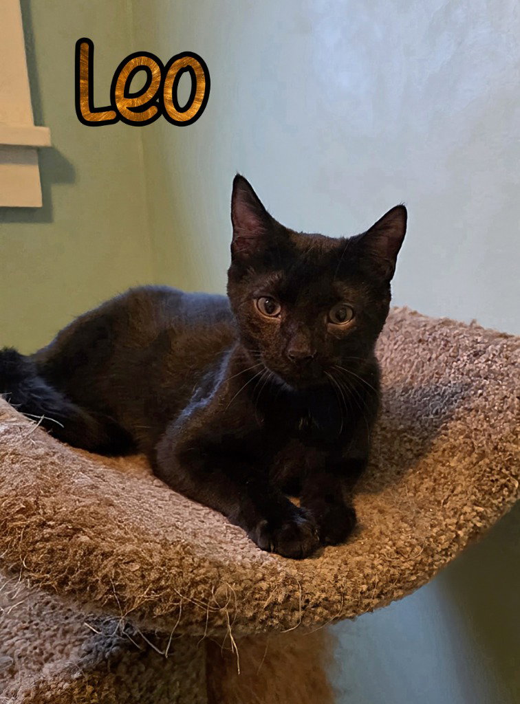 Leo