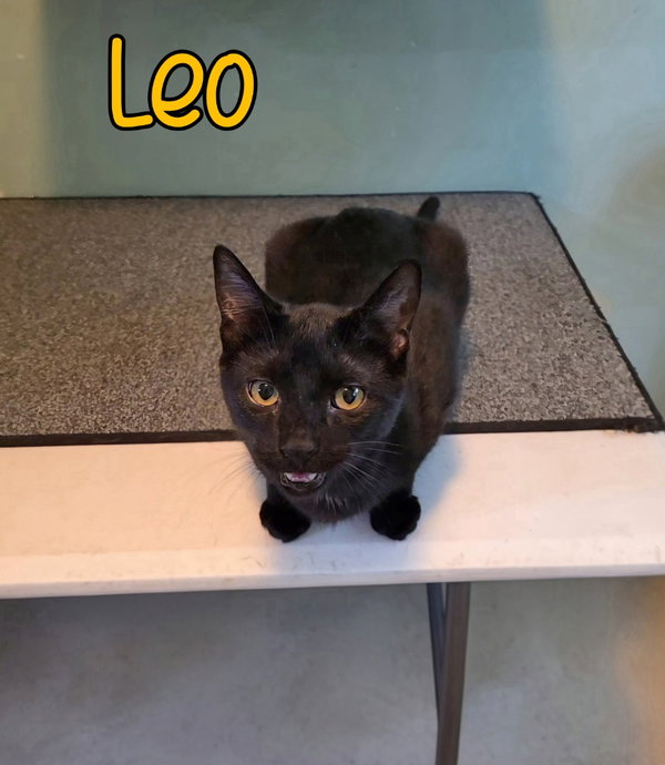 Leo