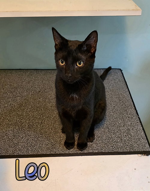 Leo, an adoptable Domestic Short Hair in Port Clinton, OH