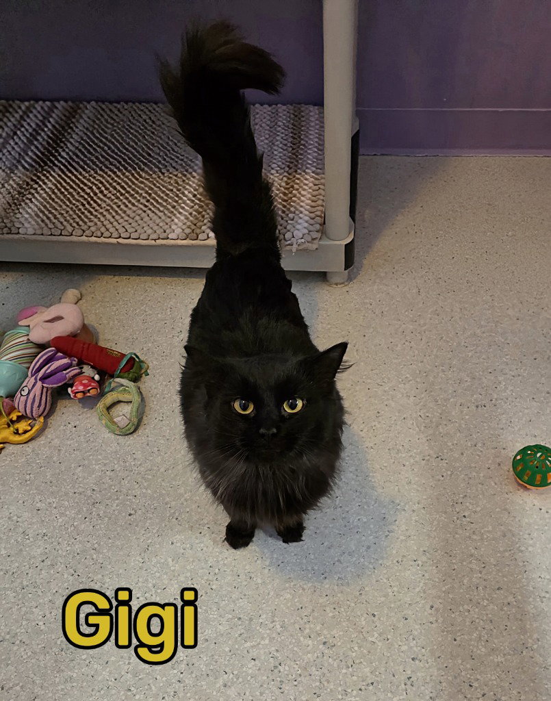 Gigi Image