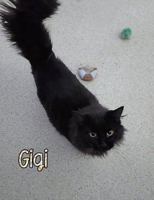 Gigi, Young Domestic Short Hair / Mixed, cat for adoption in Findlay, Ohio