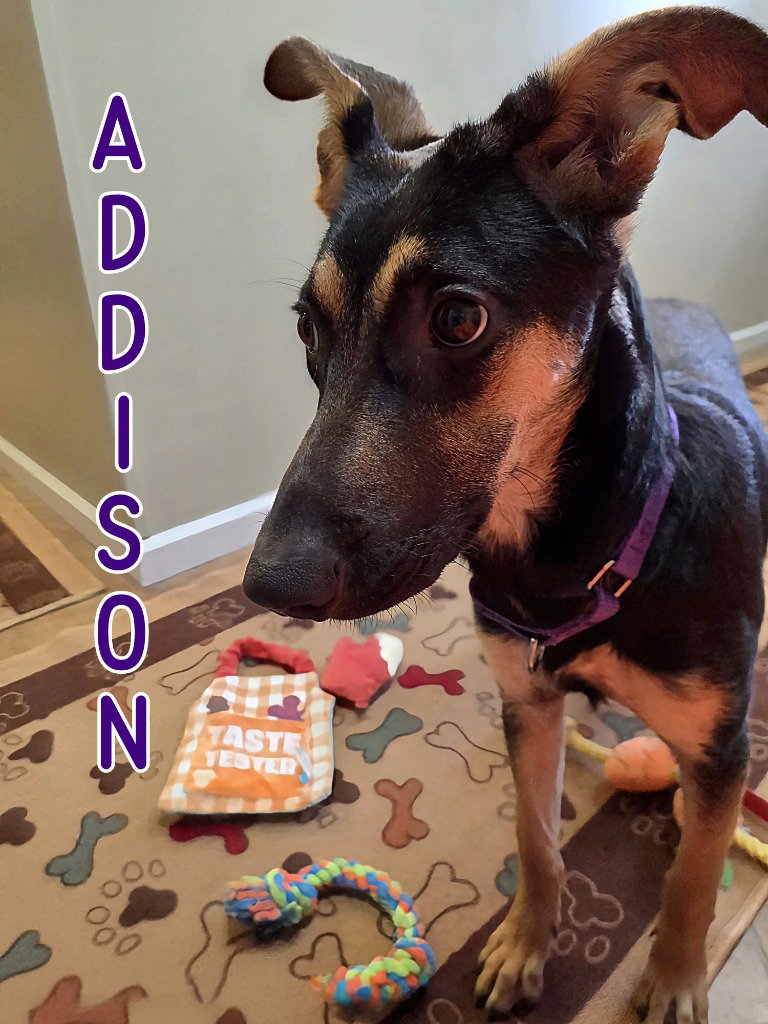 Addison Image