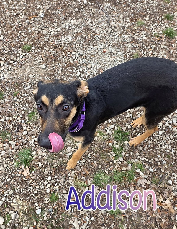 Addison