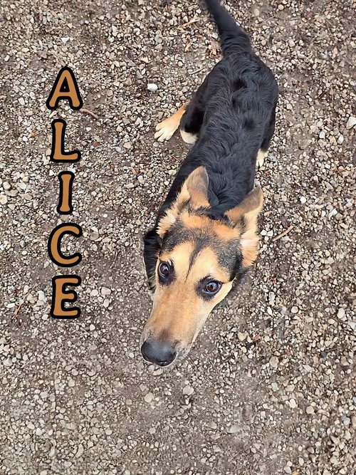 picture of the dog needing adoption