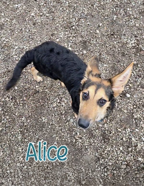 Alice