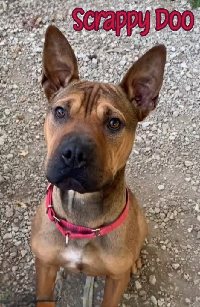 Scrappy Doo Image