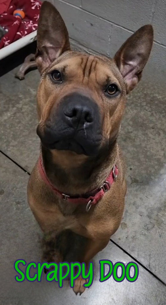 Scrappy Doo