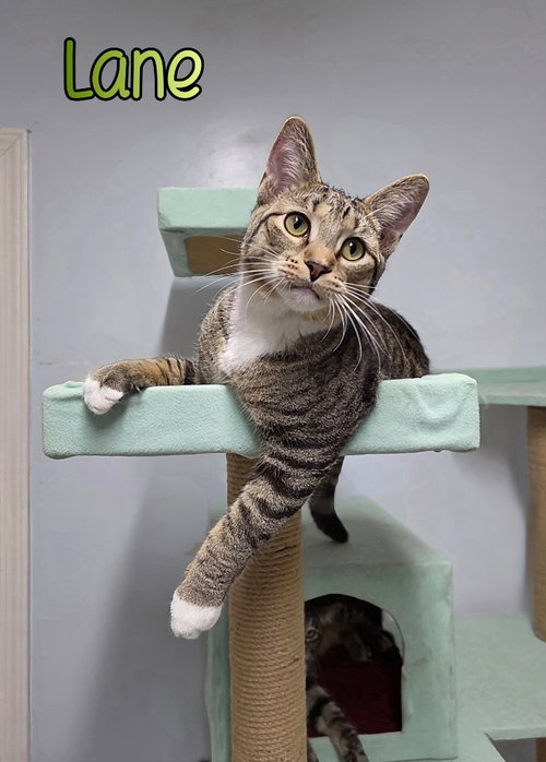 Lane, Young Domestic Short Hair / Mixed, cat for adoption in Findlay, Ohio