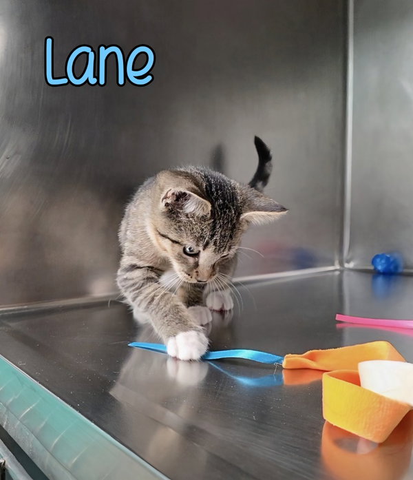 Lane