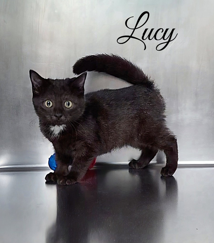 Lucy Image