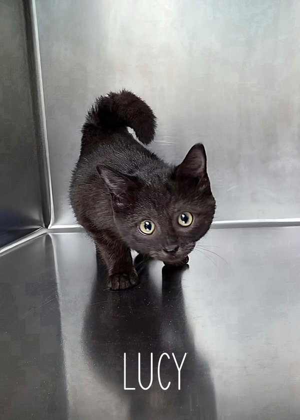 Lucy