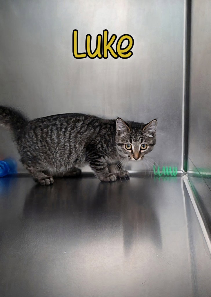 Luke Image