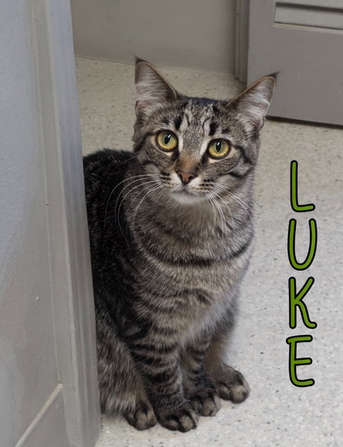 Luke, an adoptable Domestic Short Hair in Port Clinton, OH