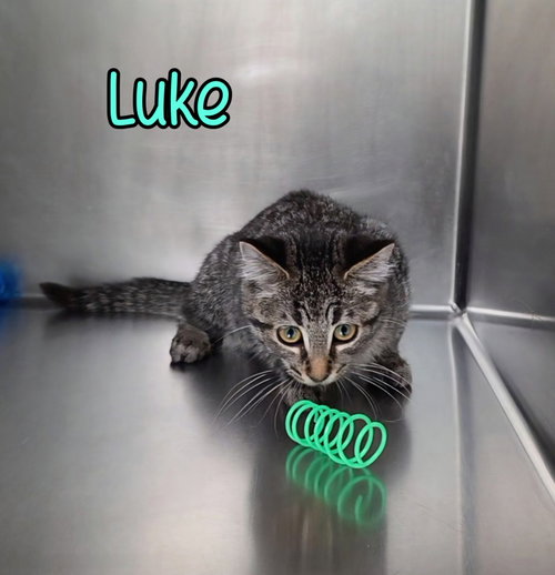 Photo 4 of Luke