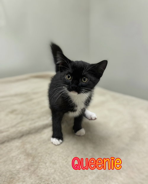 picture of the cat needing adoption