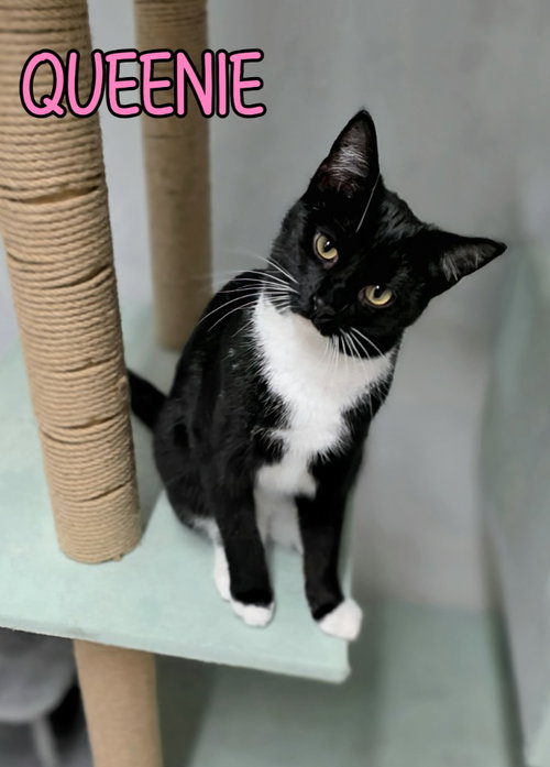 Queenie, Young Domestic Short Hair / Mixed, cat for adoption in Findlay, Ohio