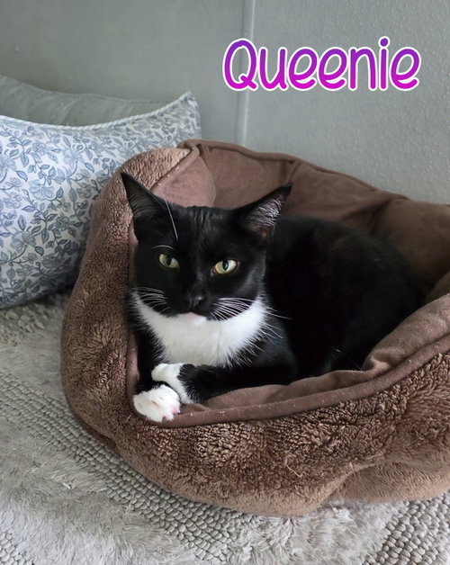 Photo 2 of Queenie