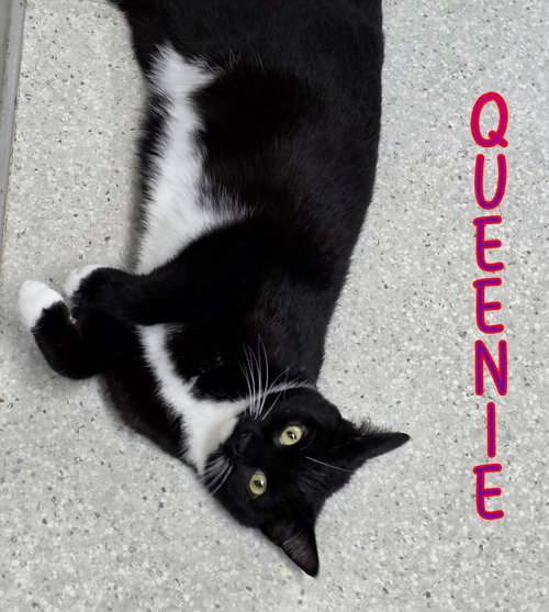 Photo 3 of Queenie