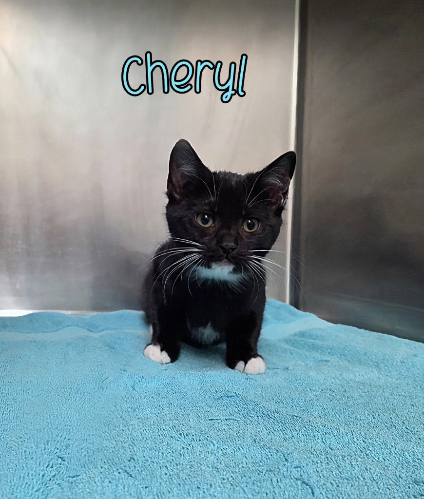 Cheryl Image