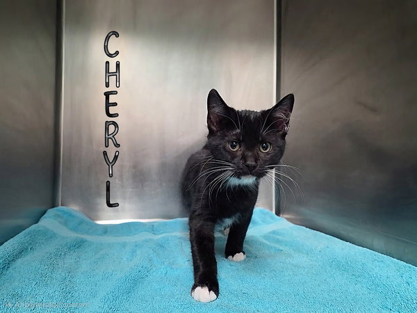 Cheryl