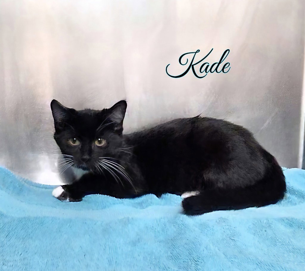 Kade Image