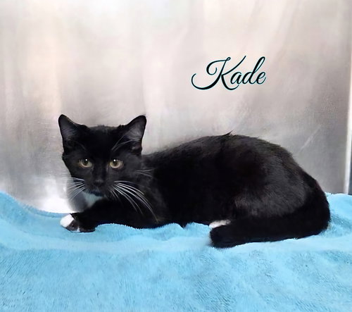 Kade, Young Domestic Short Hair / Mixed, cat for adoption in Findlay, Ohio