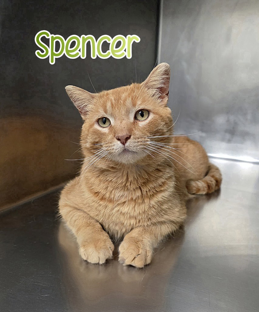 Spencer