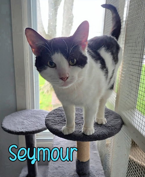 Seymour, Young Domestic Short Hair / Mixed, cat for adoption in Findlay, Ohio