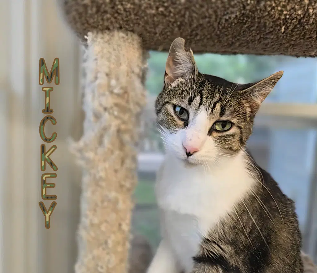 Mickey - Domestic Short Hair