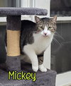 Mickey - Photo 2