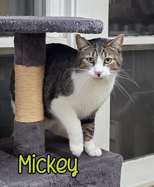 MICKEY - Domestic Short Hair available for adoption