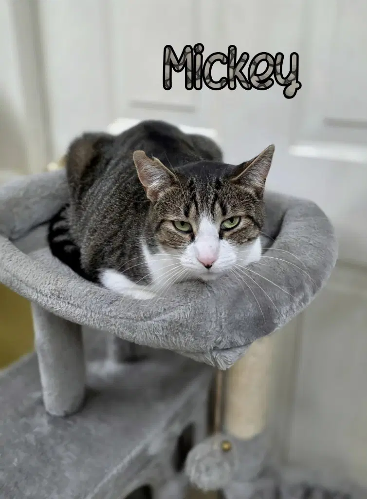 Mickey image 3
