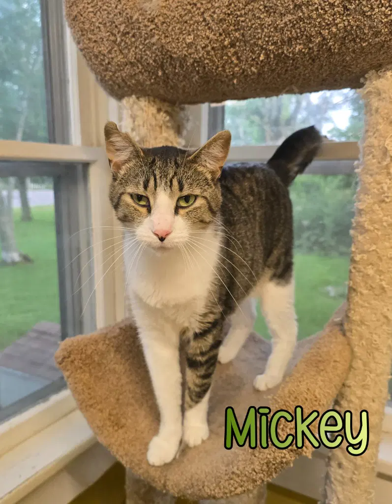 Mickey image 4