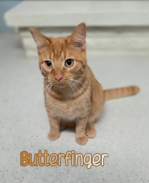 BUTTERFINGER - Domestic Short Hair available for adoption