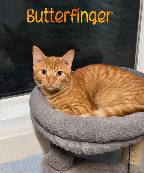 Photo 3 of Butterfinger