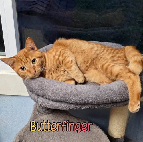 Photo 4 of Butterfinger