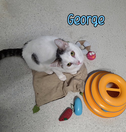 GEORGE - Domestic Short Hair available for adoption