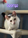 George - Photo 3
