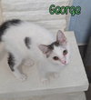 George - Photo 4
