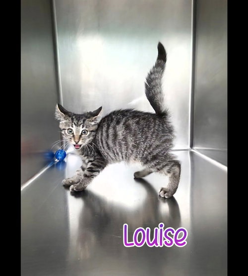 Louise, Young Domestic Short Hair / Mixed, cat for adoption in Findlay, Ohio