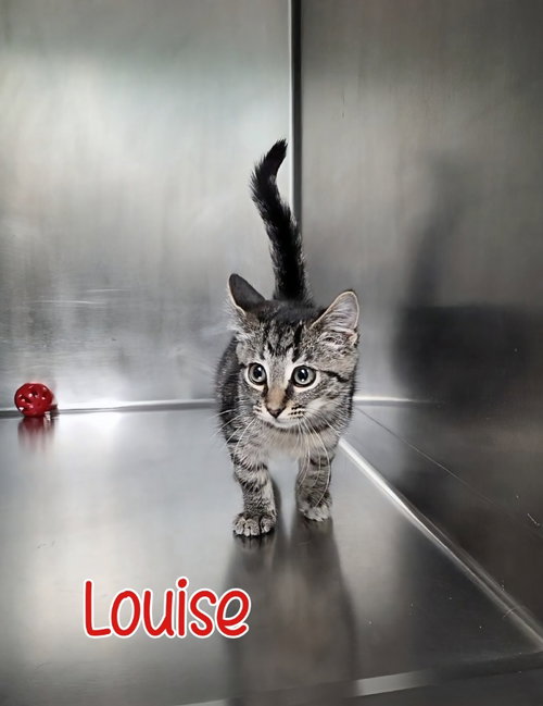LOUISE - Domestic Short Hair available for adoption