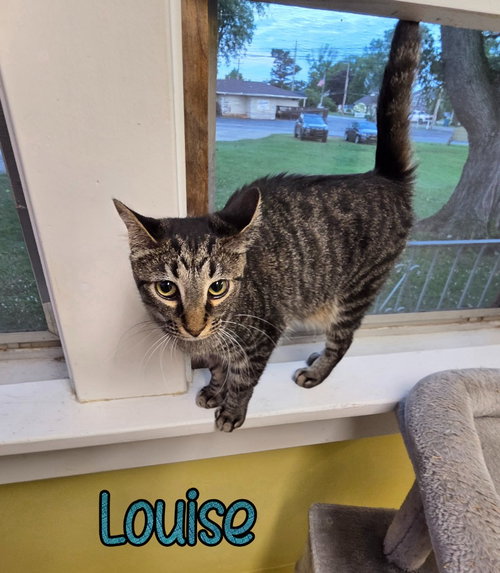 Louise, a cat for adoption from Humane Society of Ottawa County